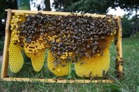 BienenPferdealtesAuto 100 Gro&szlig;e Webansicht