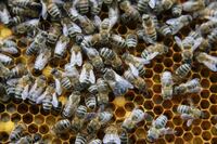 BienenPferdealtesAuto 101 Gro&szlig;e Webansicht
