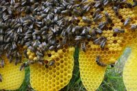 BienenPferdealtesAuto 104 Gro&szlig;e Webansicht