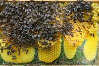 BienenPferdealtesAuto 105 Gro&szlig;e Webansicht
