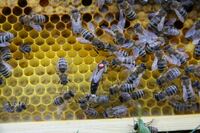 BienenPferdealtesAuto 111 Gro&szlig;e Webansicht