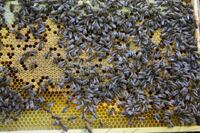 BienenPferdealtesAuto 112 Gro&szlig;e Webansicht